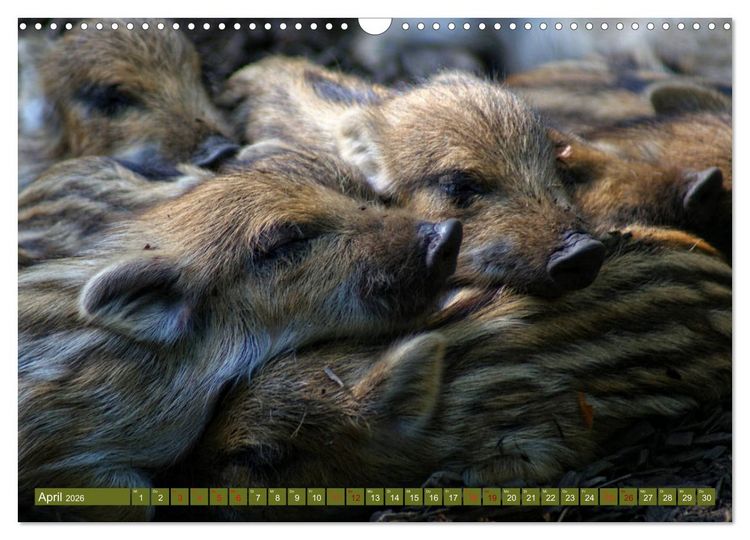 Produktbild: Wildschweins Kinderstube - Freche Frischlinge (Wandkalender 2026 DIN A3 quer), CALVENDO Monatskalender