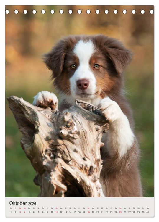 Produktbild: Hundewelpen (Tischkalender 2026 DIN A5 hoch), CALVENDO Monatskalender
