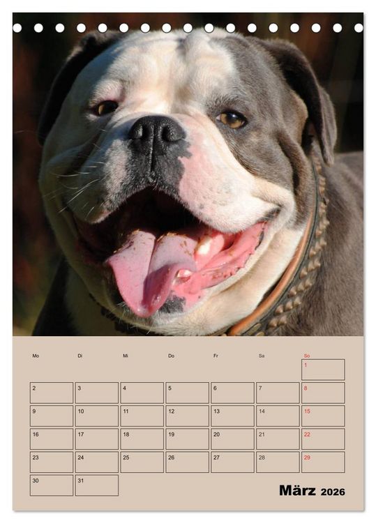 Produktbild: Bulldoggen-Gesichter (Tischkalender 2026 DIN A5 hoch), CALVENDO Monatskalender