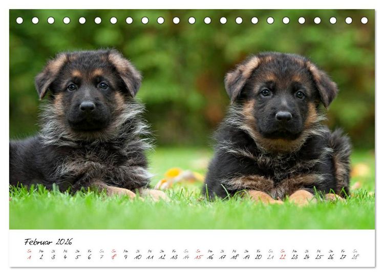 Produktbild: Deutscher Sch&auml;ferhund - Welpen / CH-Version (Tischkalender 2026 DIN A5 quer), CALVENDO Monatskalender