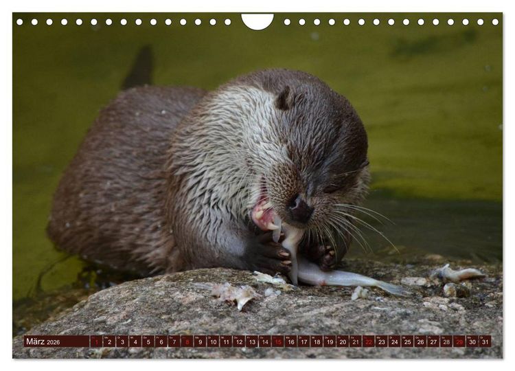 Produktbild: Otter. Frech, laut und clever (Wandkalender 2026 DIN A4 quer), CALVENDO Monatskalender
