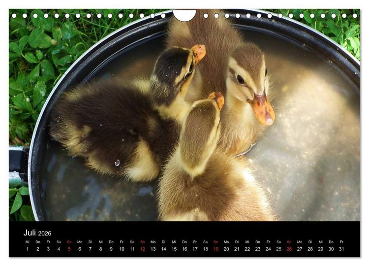 Produktbild: Laufentenk&uuml;ken - Sunny (Wandkalender 2026 DIN A4 quer), CALVENDO Monatskalender
