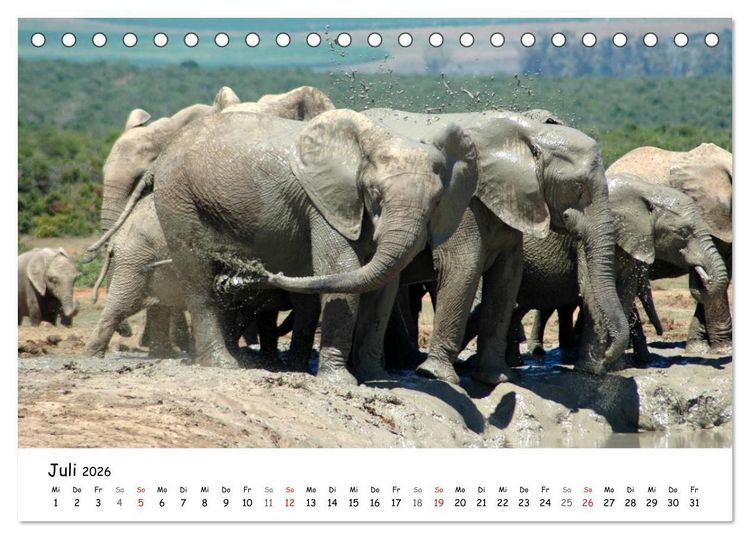 Produktbild: Afrikanische Elefanten in ADDO (Tischkalender 2026 DIN A5 quer), CALVENDO Monatskalender