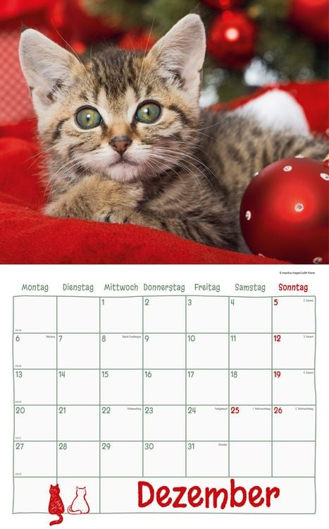 Produktbild: Katzen Kalenderpaket 2027
