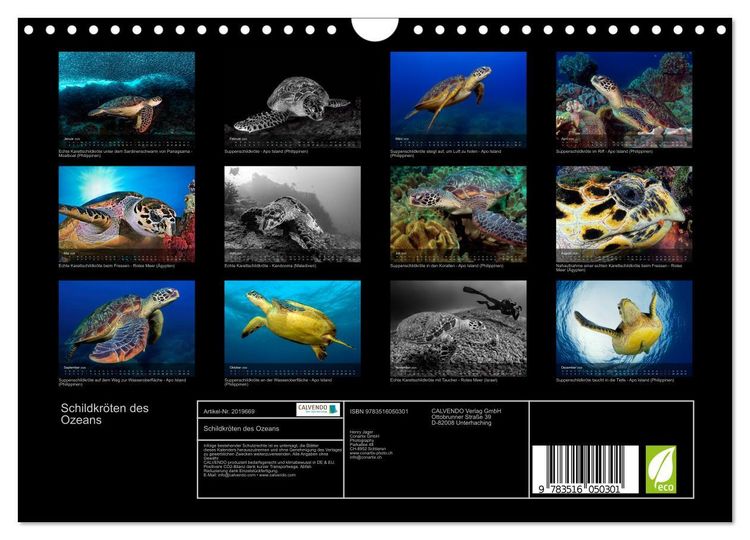 Produktbild: Schildkr&ouml;ten des Ozeans (Wandkalender 2026 DIN A4 quer), CALVENDO Monatskalender