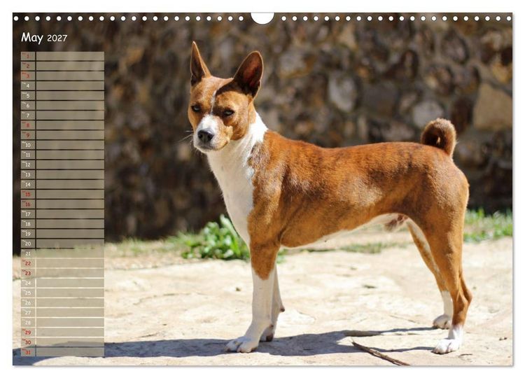 Produktbild: Basenji the African Barkless Dog (Wall Calendar 2027 DIN A3 landscape), CALVENDO 12 Month Wall Calendar