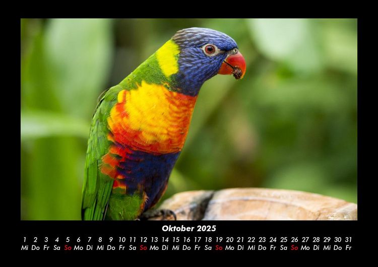 Produktbild: Vogelparadies 2025 Fotokalender DIN A3