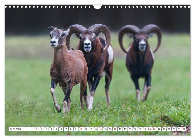 Produktbild: Emotionale Momente: Muffelwild. (Wandkalender 2026 DIN A3 quer), CALVENDO Monatskalender