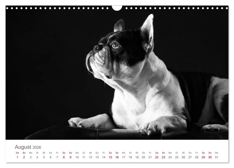 Produktbild: Hundeportraits Fine Art (Wandkalender 2026 DIN A3 quer), CALVENDO Monatskalender
