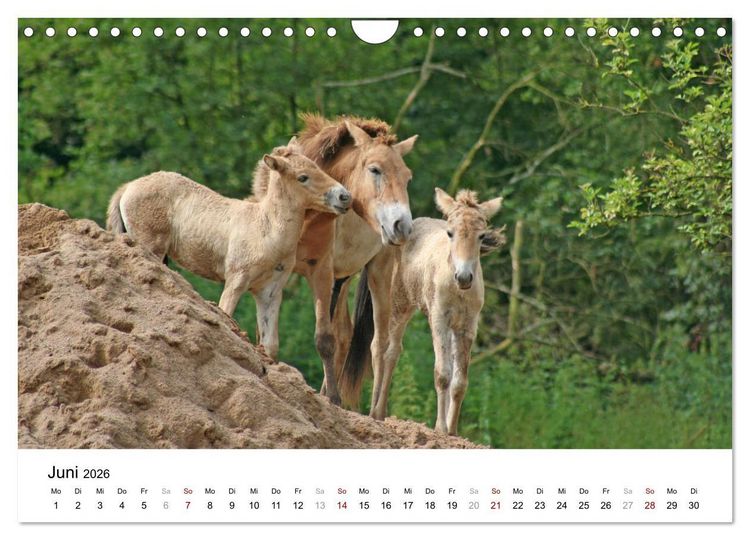 Produktbild: Faszination Przewalski-Pferde (Wandkalender 2026 DIN A4 quer), CALVENDO Monatskalender