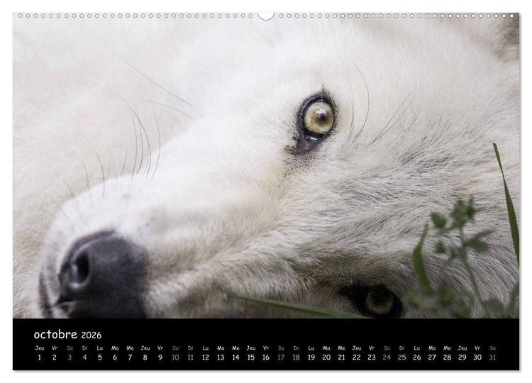 Produktbild: J'ai vu le loup (Calendrier mural 2026 DIN A2 vertical) calendrier de bureau
