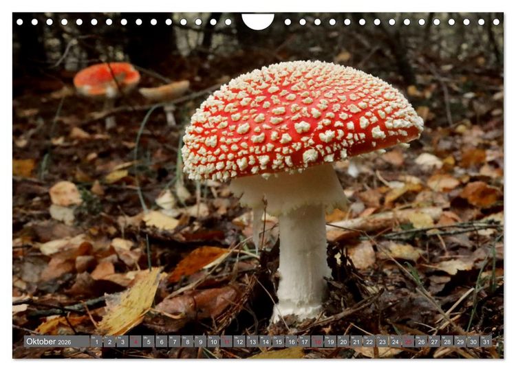 Produktbild: PILZE IM WALD (Wandkalender 2026 DIN A4 quer), CALVENDO Monatskalender