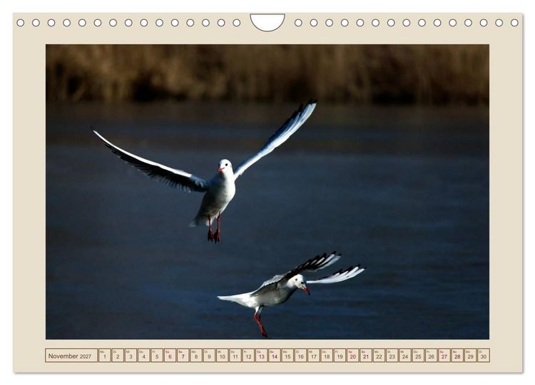 Produktbild: V&ouml;gel am Chemnitzer Schlossteich (Wandkalender 2027 DIN A4 quer), CALVENDO Monatskalender