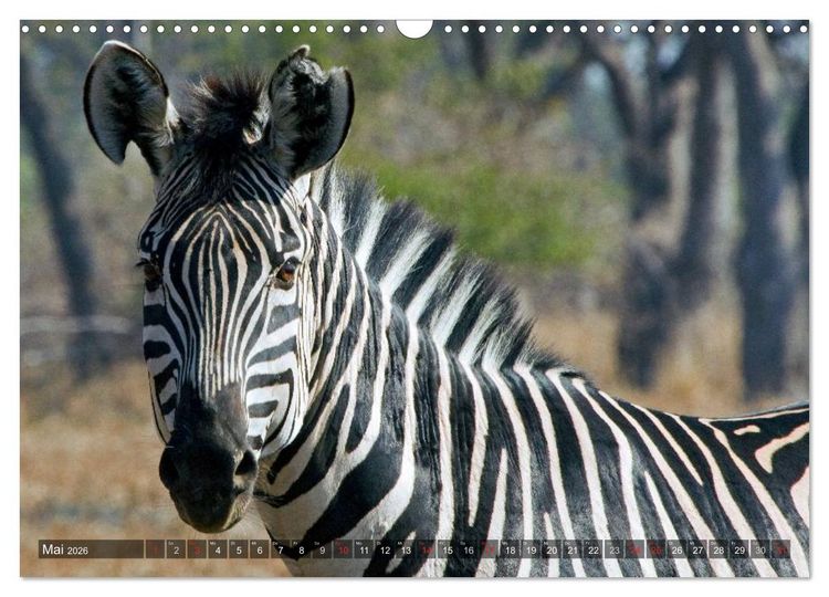 Produktbild: blick kontakt mit tieren im &ouml;stlichen und s&uuml;dlichen afrika (Wandkalender 2026 DIN A3 quer), CALVENDO Monatskalender