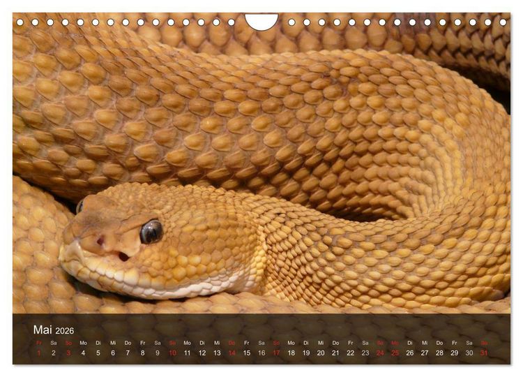 Produktbild: Giftschlangen (Wandkalender 2026 DIN A4 quer), CALVENDO Monatskalender