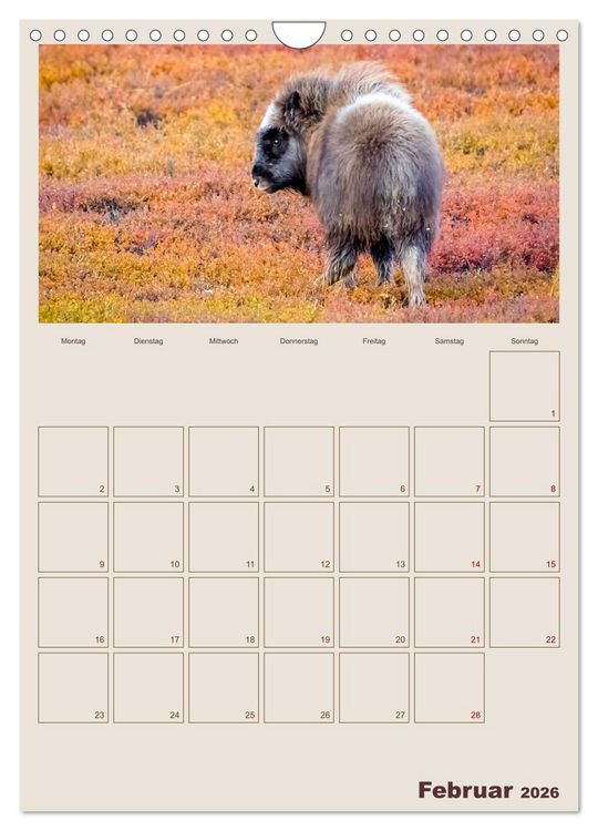 Produktbild: Moschusochsen - Norwegens gem&uuml;tliche Riesen (Wandkalender 2026 DIN A4 hoch), CALVENDO Monatskalender