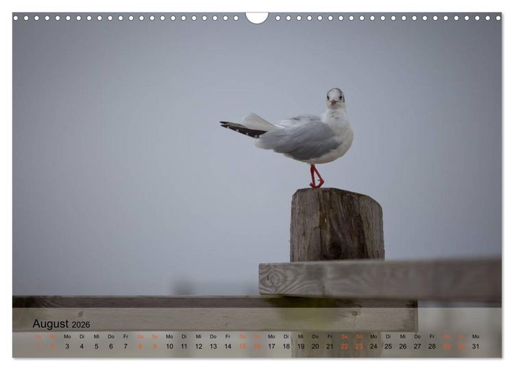 Produktbild: am strand von SANKT PETER-ORDING (Wandkalender 2026 DIN A3 quer), CALVENDO Monatskalender