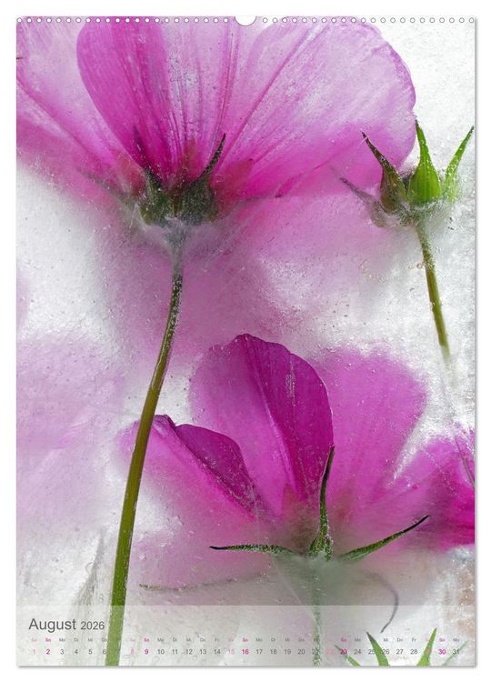 Produktbild: Blumen in Eis (Wandkalender 2026 DIN A2 hoch), CALVENDO Monatskalender