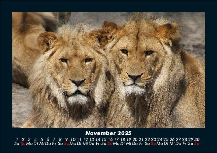 Produktbild: Tierkalender 2025 Fotokalender DIN A5