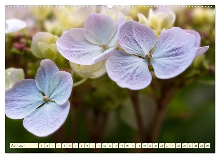 Produktbild: Hortensientr&auml;ume (Wandkalender 2027 DIN A2 quer), CALVENDO Monatskalender