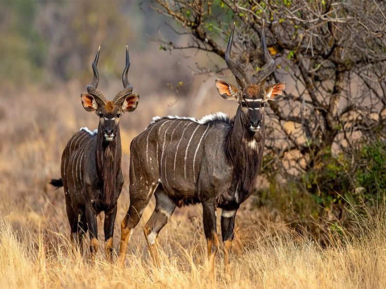 Produktbild: CALVENDO Puzzle Nyala Antilopen in der Savanne | 1000 Teile Lege-Gr&ouml;&szlig;e 64x48cm Foto-Puzzle f&uuml;r gl&uuml;ckliche Stunden