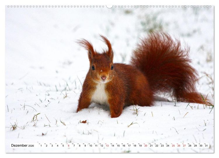 Produktbild: Eichh&ouml;rnchen in freier Natur (Wandkalender 2026 DIN A2 quer), CALVENDO Monatskalender