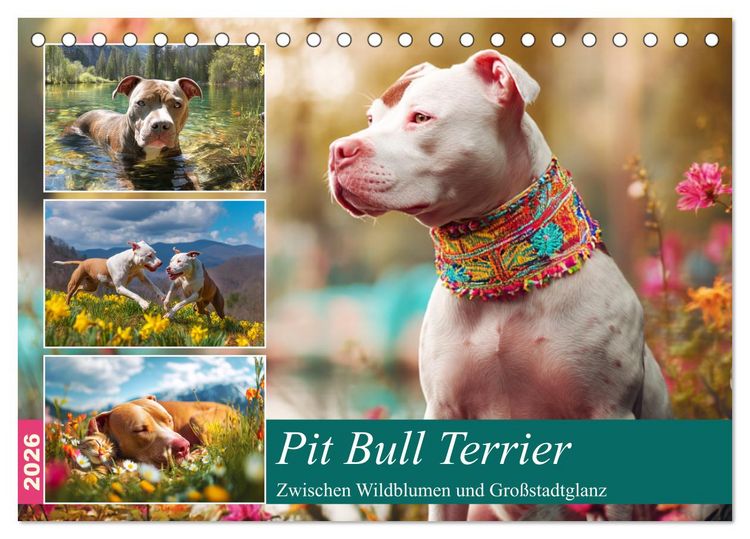 Produktbild: Pit Bull Terrier. Zwischen Wildblumen und Gro&szlig;stadtglanz (Tischkalender 2026 DIN A5 quer), CALVENDO Monatskalender