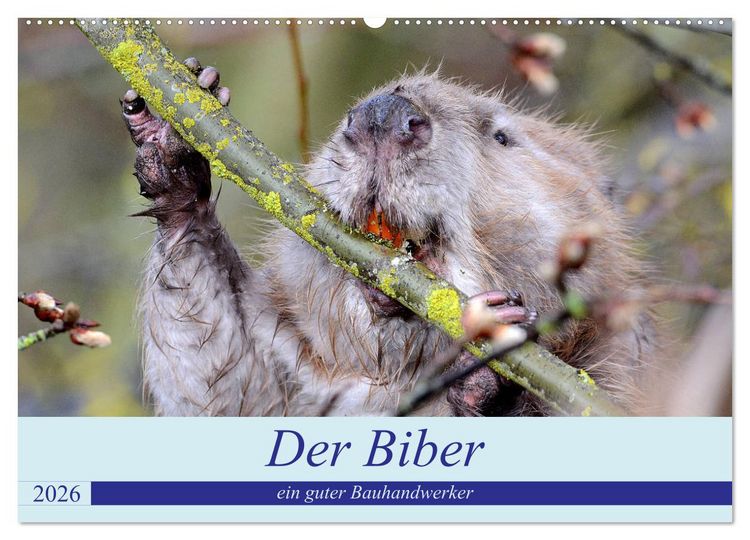 Produktbild: Der Biber, ein guter Bauhandwerker (Wandkalender 2026 DIN A2 quer), CALVENDO Monatskalender