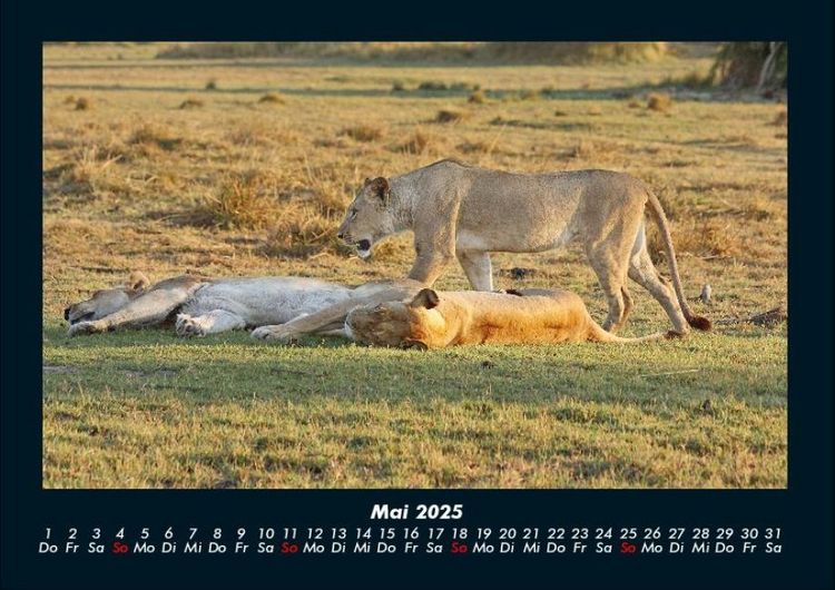 Produktbild: L&ouml;wen in der Wildnis 2025 Fotokalender DIN A4