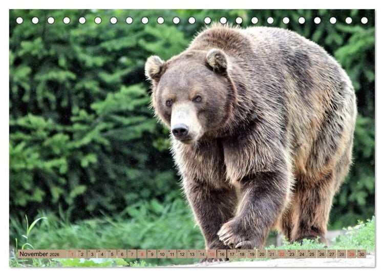 Produktbild: B&auml;ren - Der Eisb&auml;r und der Kamtschatka-Braunb&auml;r (Tischkalender 2026 DIN A5 quer), CALVENDO Monatskalender
