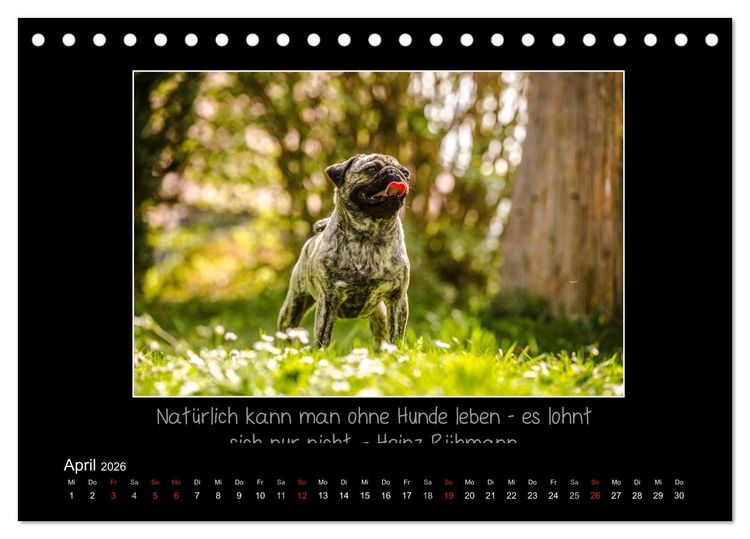 Produktbild: M&ouml;pse 2026 (Tischkalender 2026 DIN A5 quer), CALVENDO Monatskalender