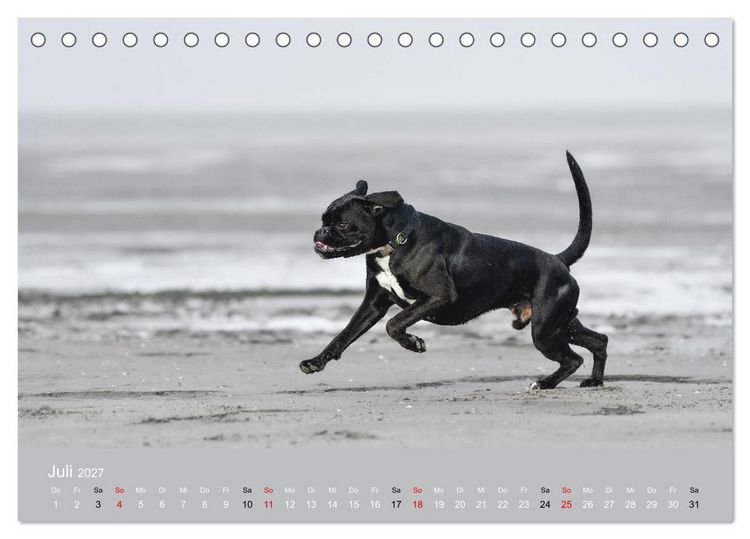 Produktbild: Boxer - charmante Herzensbrecher (Tischkalender 2027 DIN A5 quer), CALVENDO Monatskalender