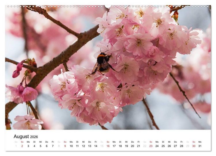 Produktbild: Bonn - Kirschbl&uuml;tenfest in der Altstadt (hochwertiger Premium Wandkalender 2026 DIN A2 quer), Kunstdruck in Hochglanz