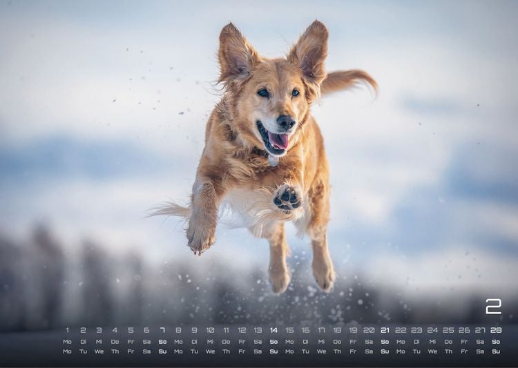 Produktbild: Wuff - Unsere Vierbeiner - Der Hundekalender - 2027 - Kalender DIN A3