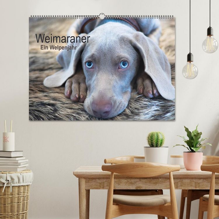 Produktbild: Weimaraner - Ein Welpenjahr (Wandkalender 2026 DIN A2 quer), CALVENDO Monatskalender