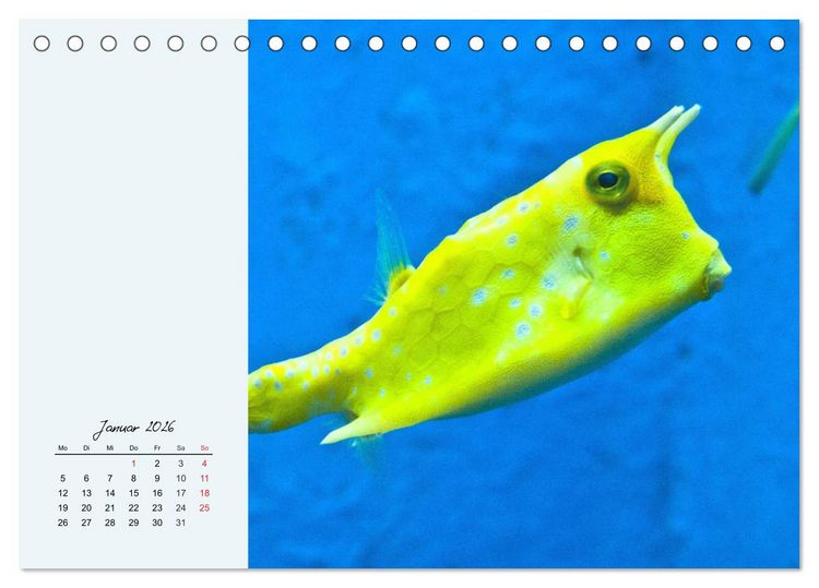 Produktbild: Salzwasseraquarium. Meeresfische im heimischen Wohnzimmer (Tischkalender 2026 DIN A5 quer), CALVENDO Monatskalender