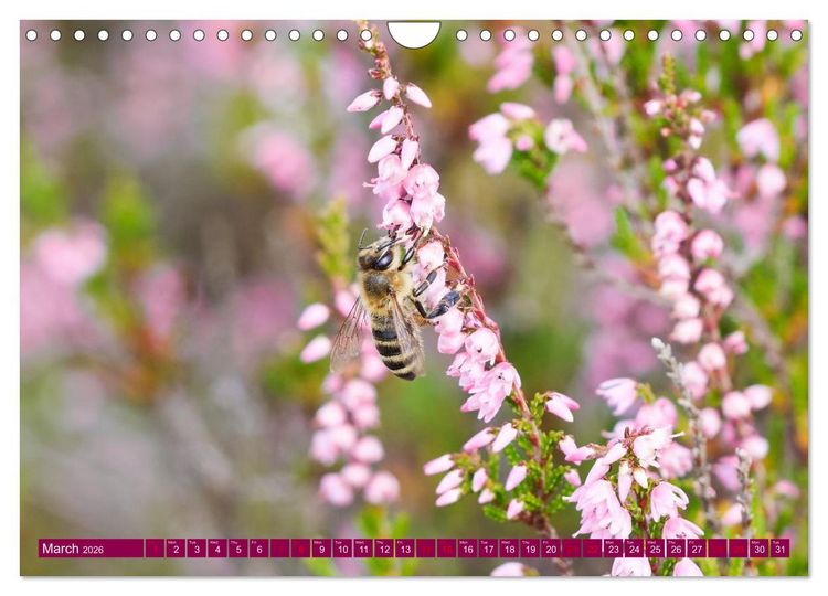 Produktbild: Just lovely - the power of pink heather blossom beauty (Wall Calendar 2026 DIN A4 landscape), CALVENDO 12 Month Wall Calendar