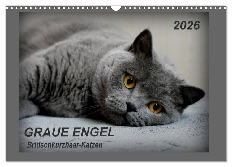 Produktbild: GRAUE ENGEL Britischkurzhaar-Katzen (Wandkalender 2026 DIN A3 quer), CALVENDO Monatskalender
