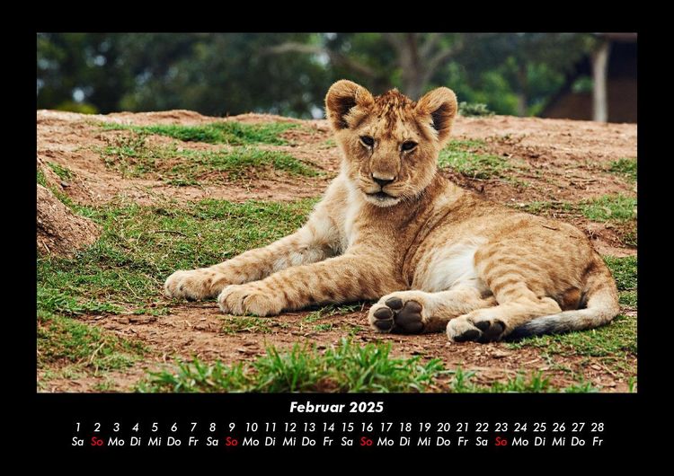 Produktbild: L&ouml;wen in der Wildnis 2025 Fotokalender DIN A3