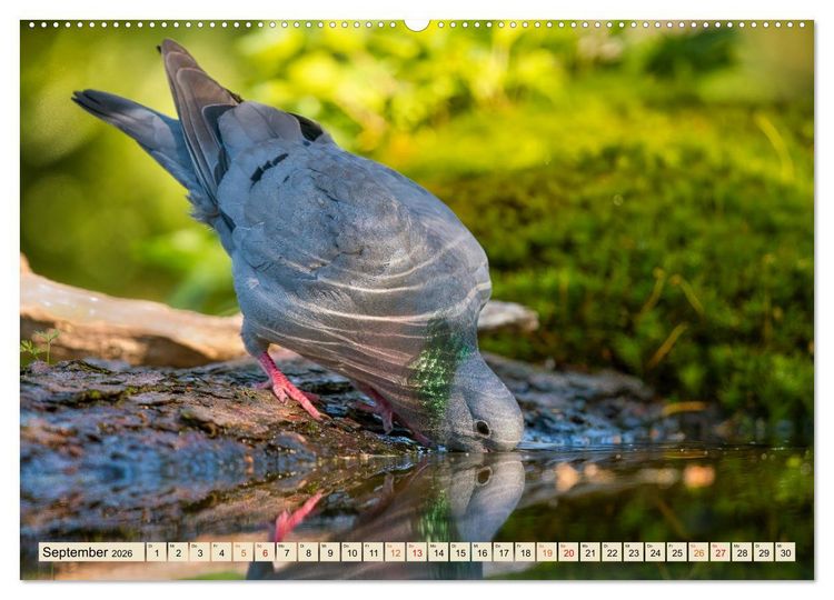 Produktbild: Unsere Vogelvielfalt: Ein Schatz zum Entdecken und Sch&uuml;tzen (hochwertiger Premium Wandkalender 2026 DIN A2 quer), Kunstdruck in Hochglanz