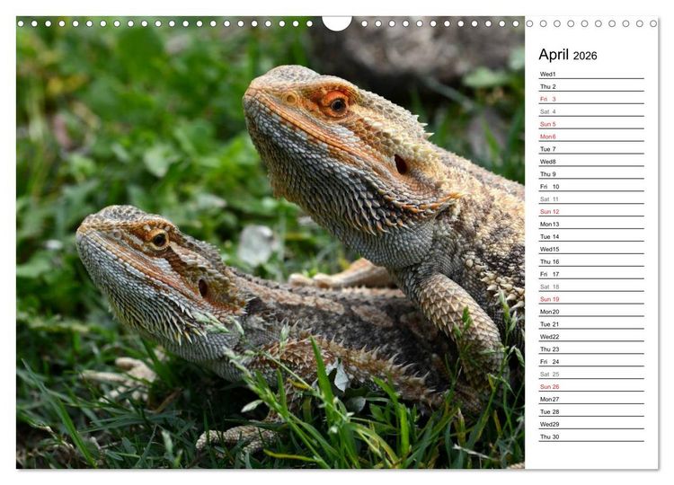 Produktbild: Close to Australian Bearded Dragons (Wall Calendar 2026 DIN A3 landscape), CALVENDO 12 Month Wall Calendar