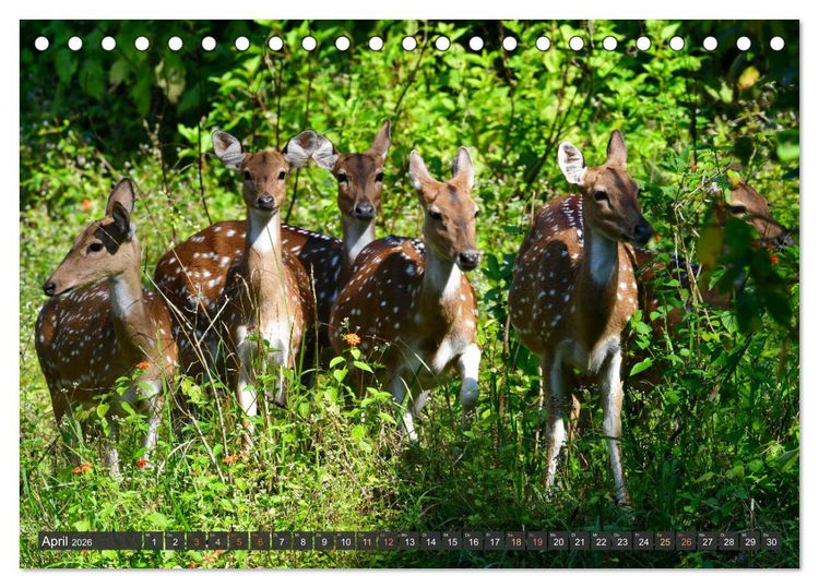 Produktbild: Tiere Indiens close up (Tischkalender 2026 DIN A5 quer), CALVENDO Monatskalender