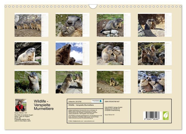 Produktbild: Wildlife - Verspielte Murmeltiere (Wandkalender 2026 DIN A3 quer), CALVENDO Monatskalender