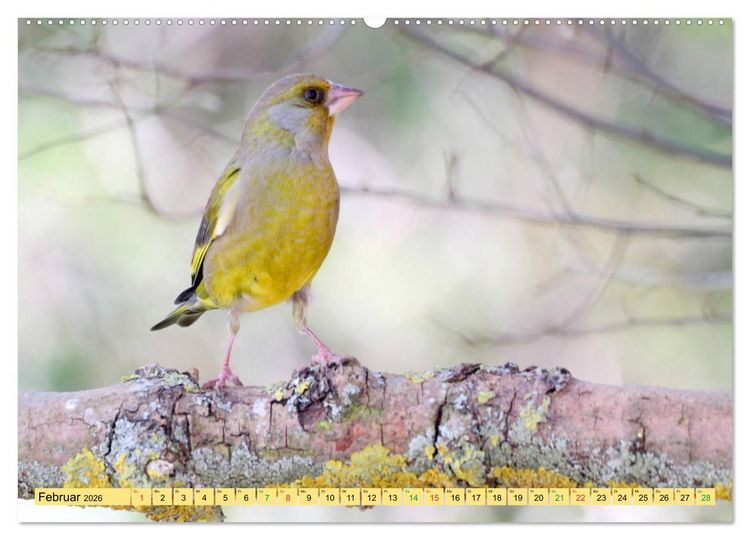 Produktbild: Gefiederte Gesellen - V&ouml;gel aus Wald und Garten (hochwertiger Premium Wandkalender 2026 DIN A2 quer), Kunstdruck in Hochglanz
