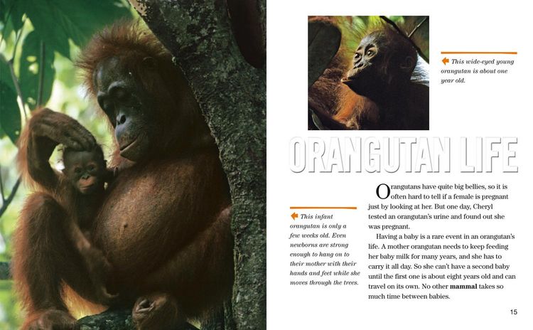 Produktbild: Face to Face with Orangutans