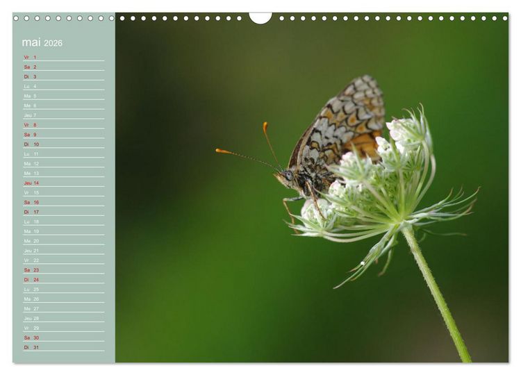 Produktbild: Merveilleux papillons (Calendrier mural 2026 DIN A3 vertical), CALVENDO calendrier mensuel