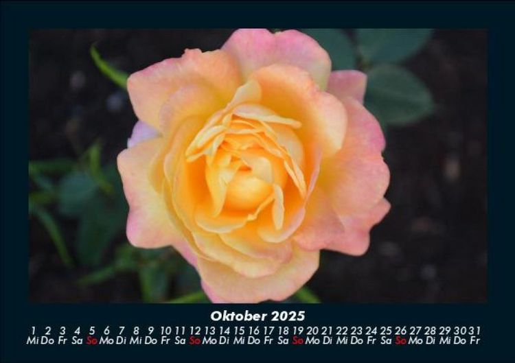 Produktbild: Blumenkalender 2025 Fotokalender DIN A5