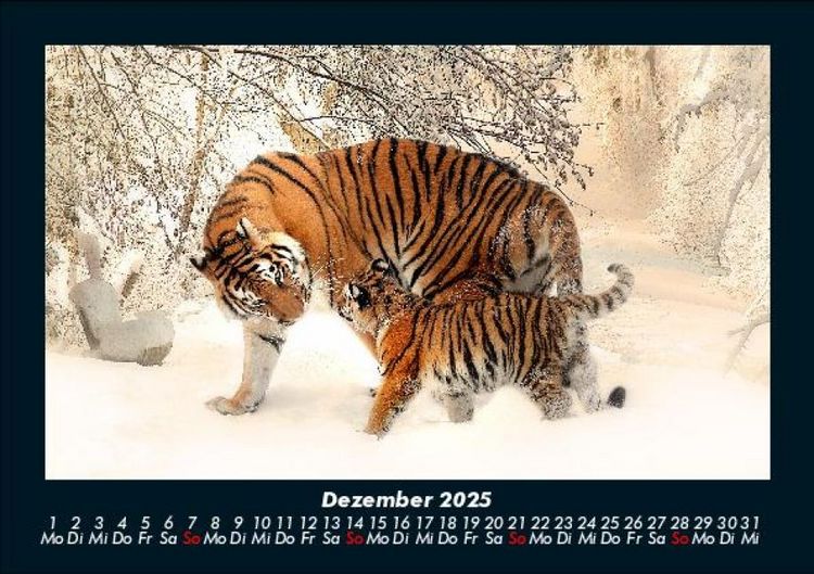 Produktbild: Tiger 2025 Fotokalender DIN A5