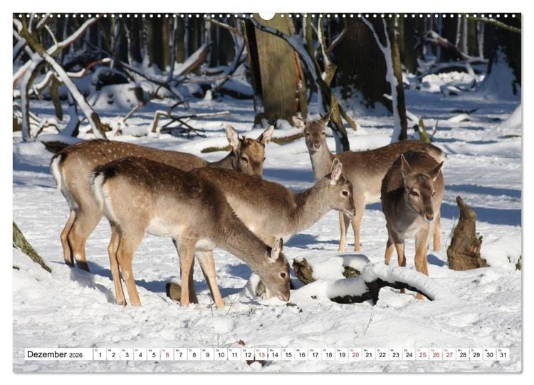 Produktbild: Heimische Tiere (hochwertiger Premium Wandkalender 2026 DIN A2 quer), Kunstdruck in Hochglanz