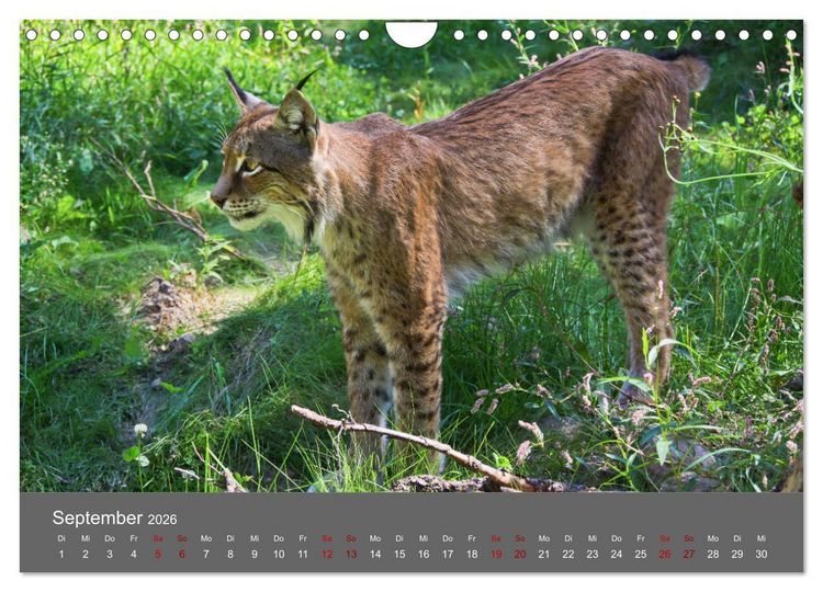 Produktbild: Der Luchs - Hochbeinig, Pinselohren, Backenbart (Wandkalender 2026 DIN A4 quer), CALVENDO Monatskalender